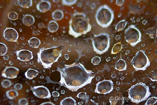 Wet Web_44993.jpg - Photographed in Hill Country near Kerrville, Texas, USA.